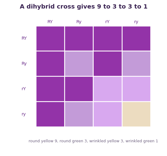 Fig 2. Following two features gives four kinds of offspring in a ratio of nine to three to three to one.