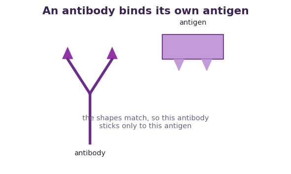 Fig 2. An antibody has a shape that fits one antigen, so it binds only to that germ, like a key in a lock.