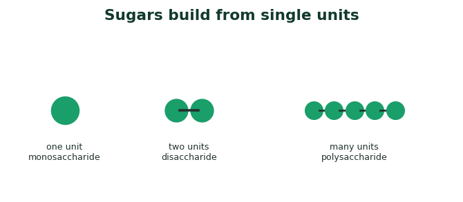 Fig 1. One unit is a monosaccharide, two make a disaccharide, and many make a polysaccharide.