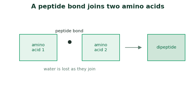 Fig 2. The carboxyl of one amino acid joins the amino group of the next, losing water and forming a peptide bond.