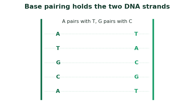 Fig 3. The two strands are held together by base pairs, A with T and G with C, which is the key to copying the code.