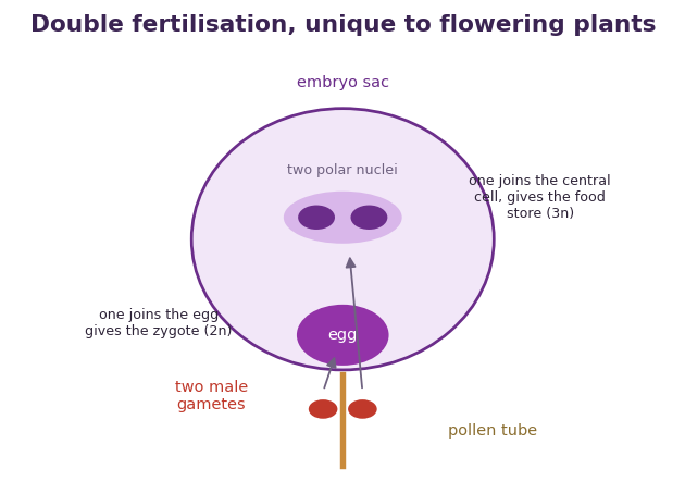 Fig 3. One gamete makes the embryo and the other makes its food store, both from the same pollen tube.