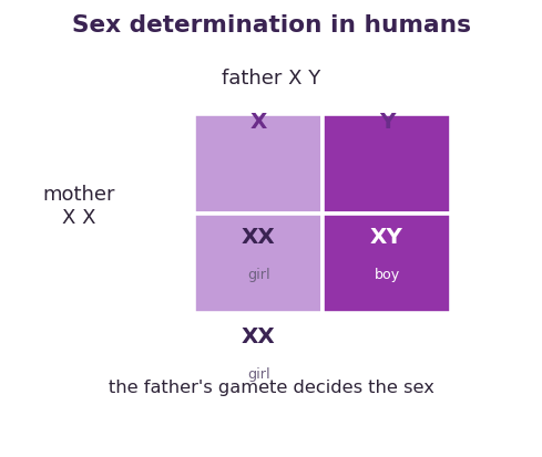 Fig 3. The mother gives an X, and whether the father gives an X or a Y decides the sex, with equal chance.