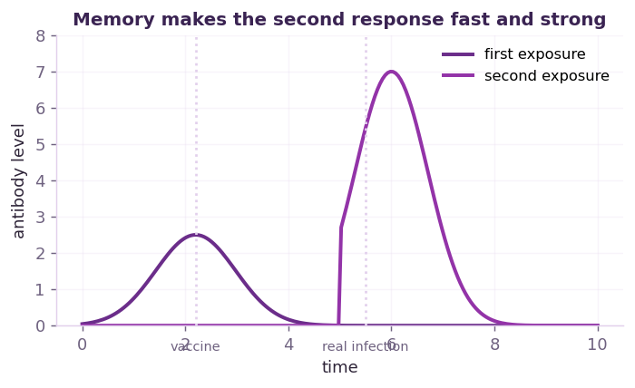 Fig 3. The first small response leaves memory, so the second response to the real germ is far quicker and larger.