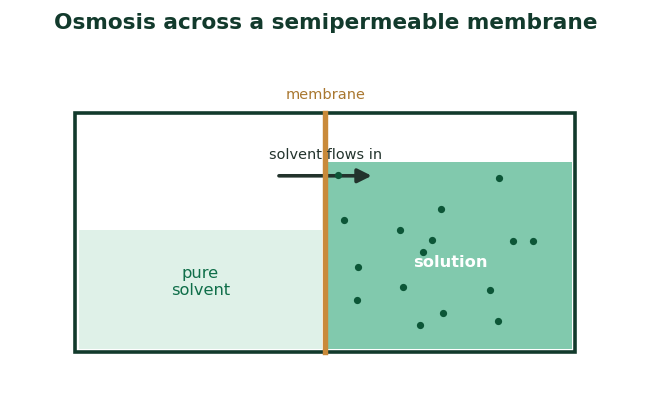 Fig 3. Solvent passes through the membrane into the solution until the extra pressure from the raised column balances the flow.