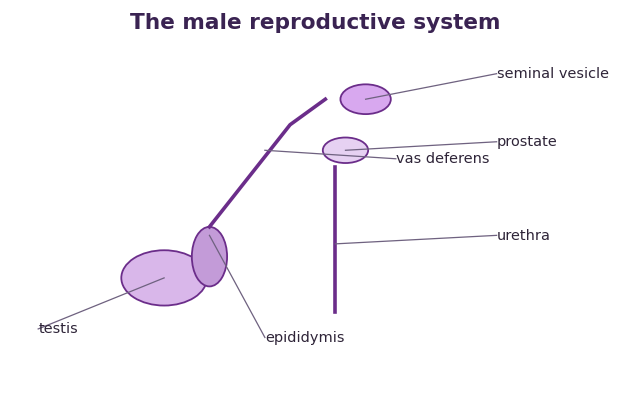 Fig 1. Sperm made in the testes mature in the epididymis and travel along the vas deferens, gaining fluid from the glands.