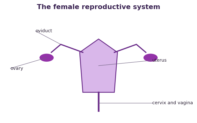 Fig 2. The ovary releases an egg into the oviduct, and the uterus is where a fertilised egg grows.