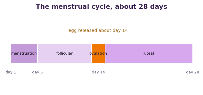 Fig 3. The cycle runs from menstruation through the release of an egg near day 14 to the luteal phase.
