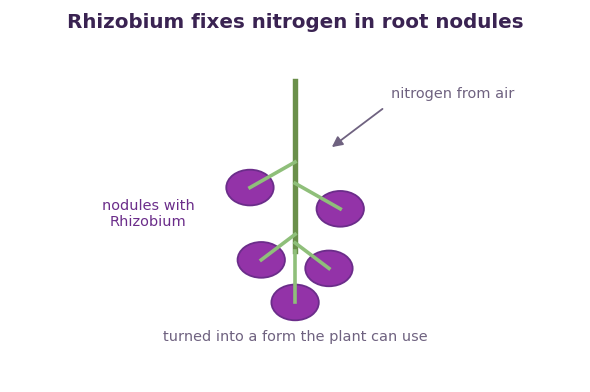 Fig 3. Rhizobium in the root nodules fixes nitrogen from the air into a form the plant can use.