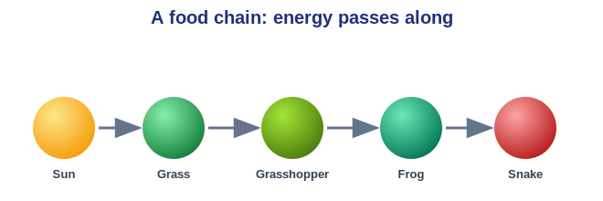 A food chain showing energy passing from the Sun through living things