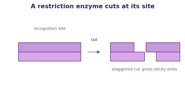 Fig 1. A restriction enzyme cuts DNA at its own site, and a staggered cut leaves matching sticky ends.