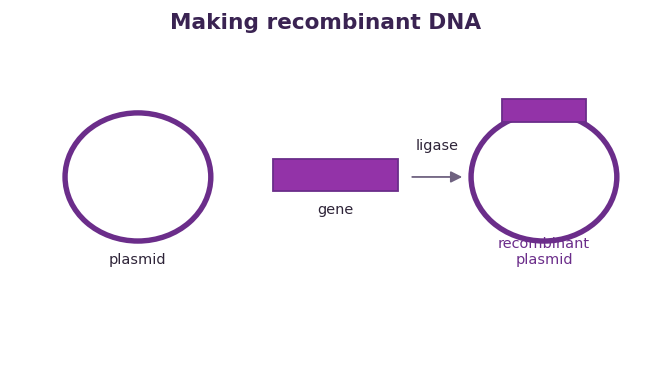 Fig 2. The gene is joined into the plasmid by ligase, making a recombinant plasmid that carries the new gene.