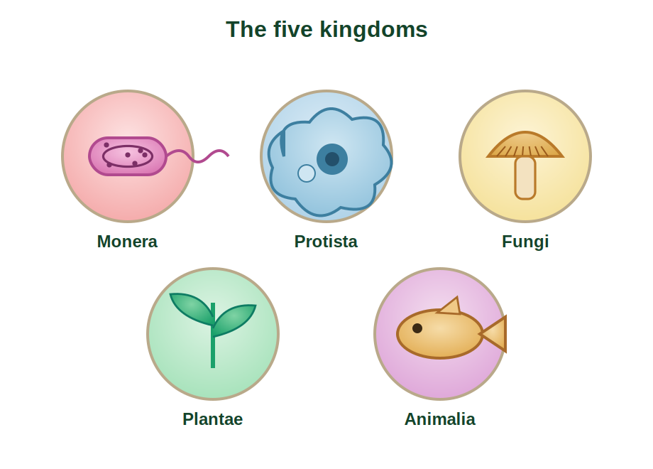 A chart showing the five kingdoms Monera, Protista, Fungi, Plantae and Animalia