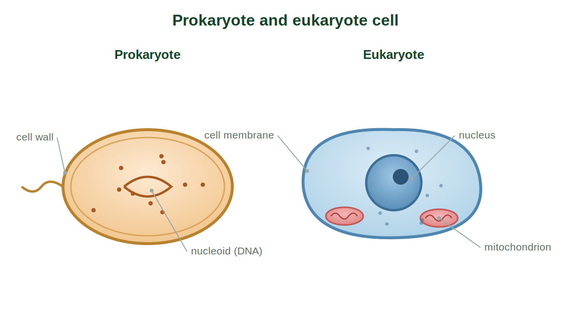 A prokaryotic cell beside a eukaryotic cell, showing the presence of a nucleus