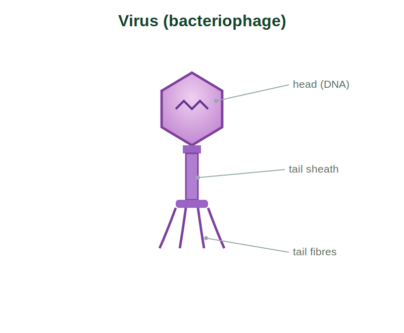 A virus showing its protein coat enclosing nucleic acid