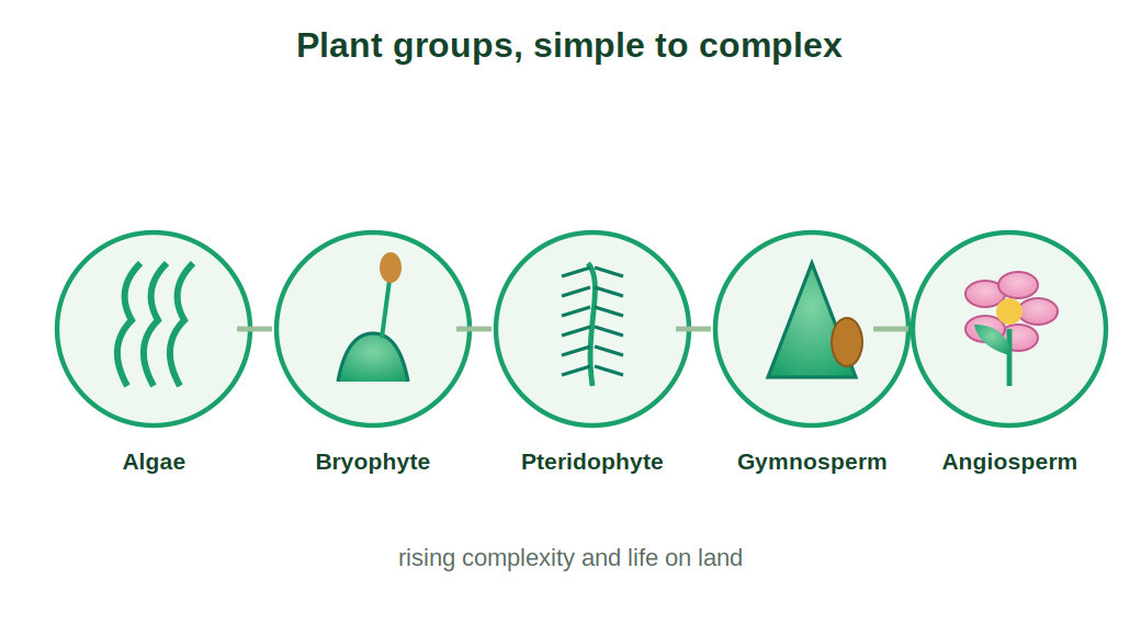 The plant groups from algae to angiosperms in order of complexity