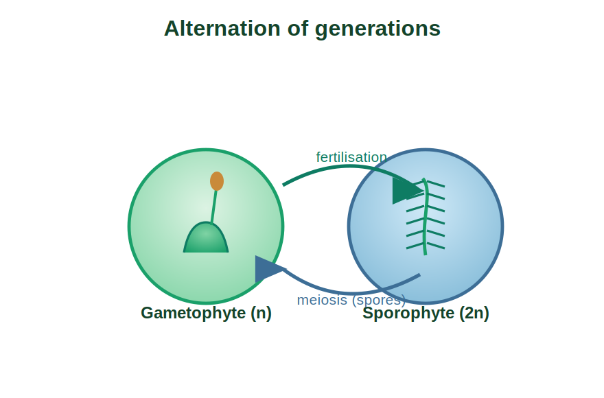 The cycle alternating between haploid gametophyte and diploid sporophyte