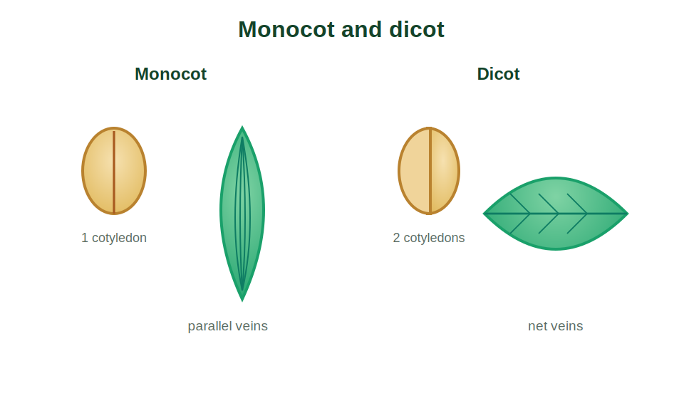 A monocot leaf with parallel veins beside a dicot leaf with net veins