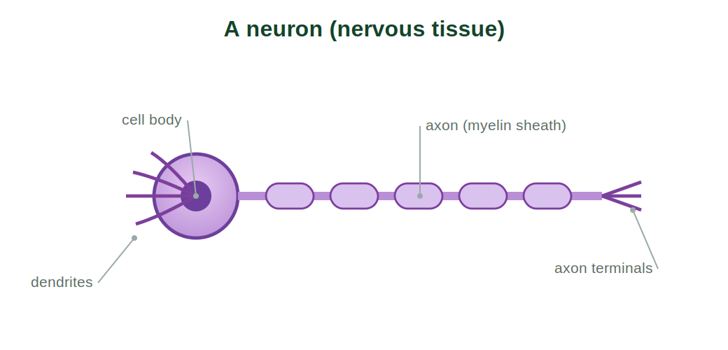 A neuron showing cell body, dendrites, axon with myelin sheath and axon terminals