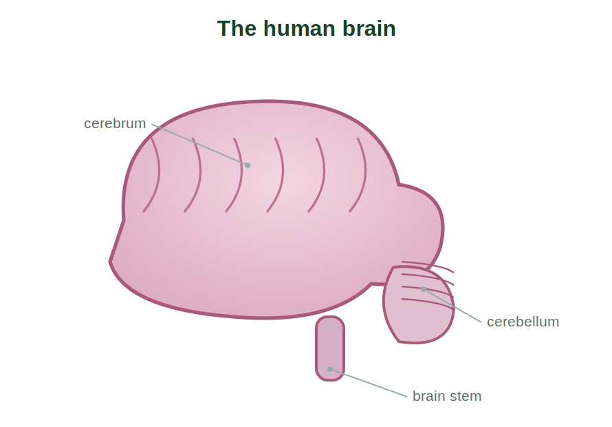 The human brain showing the cerebrum, cerebellum and brain stem