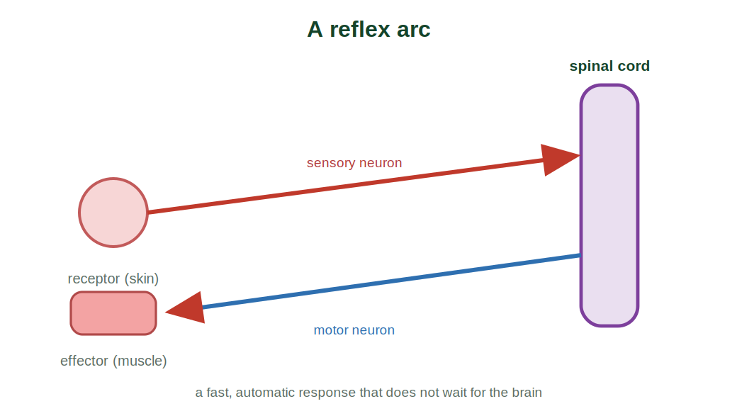 A reflex arc from receptor through the spinal cord to the effector muscle