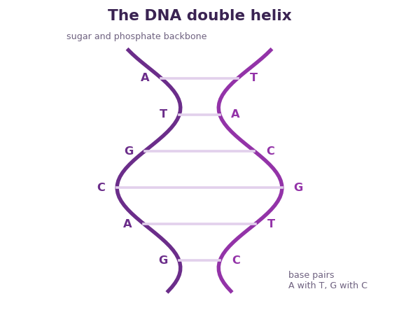 Fig 1. Two strands wind into a double helix, held by base pairs of A with T and G with C.