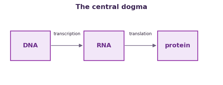 Fig 3. Information flows from DNA to RNA to protein, by transcription and then translation.