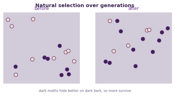 Fig 2. When dark moths hide better on dark bark, more of them survive, so the population becomes darker over time.