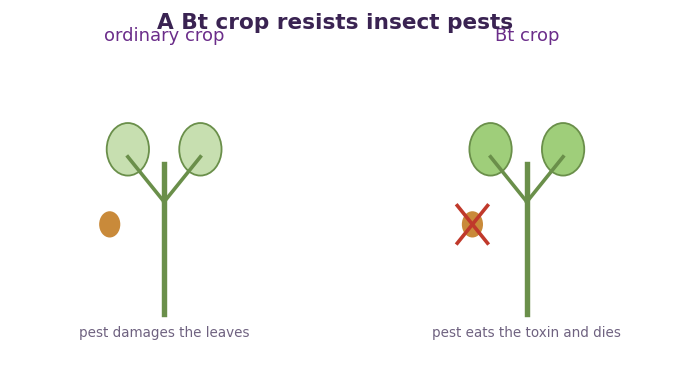 Fig 1. A Bt crop makes a protein that harms the pest, so the pest dies and the crop is protected.