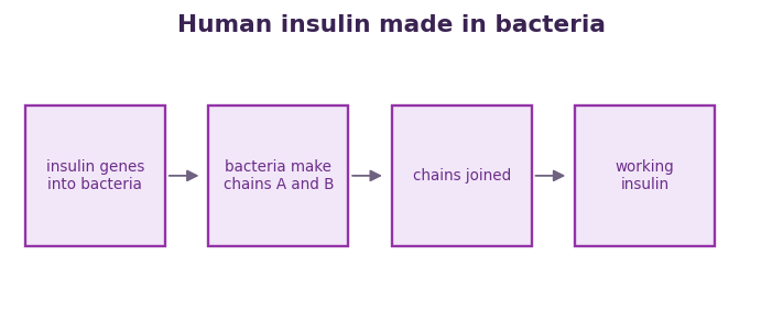 Fig 2. Bacteria carrying the insulin genes make the two chains, which are joined to give working human insulin.